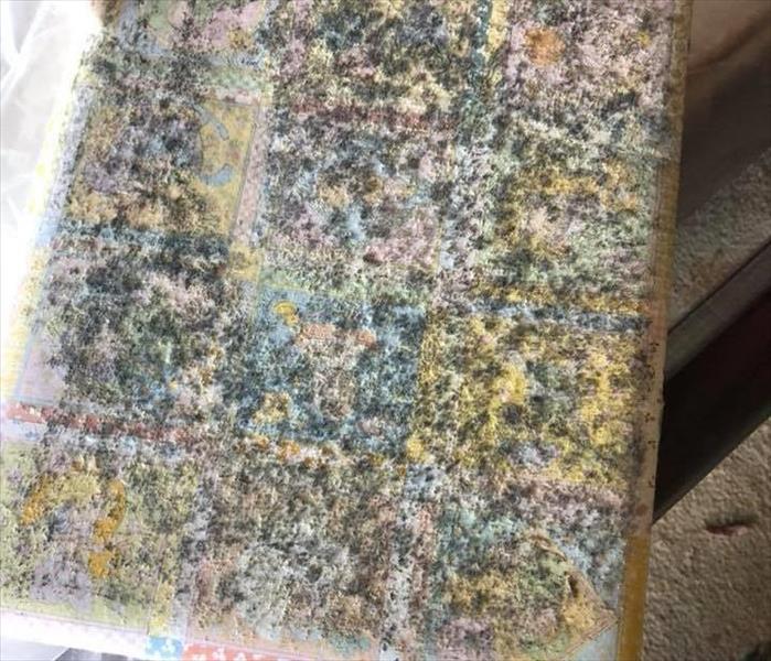 Image shows mold growth on baby photo book.